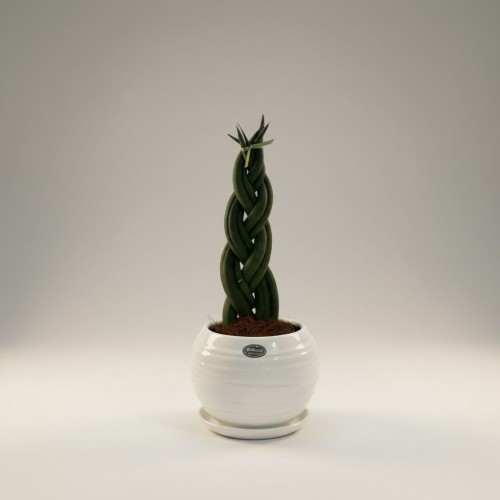 Saksıda Sanseveria Örgülü